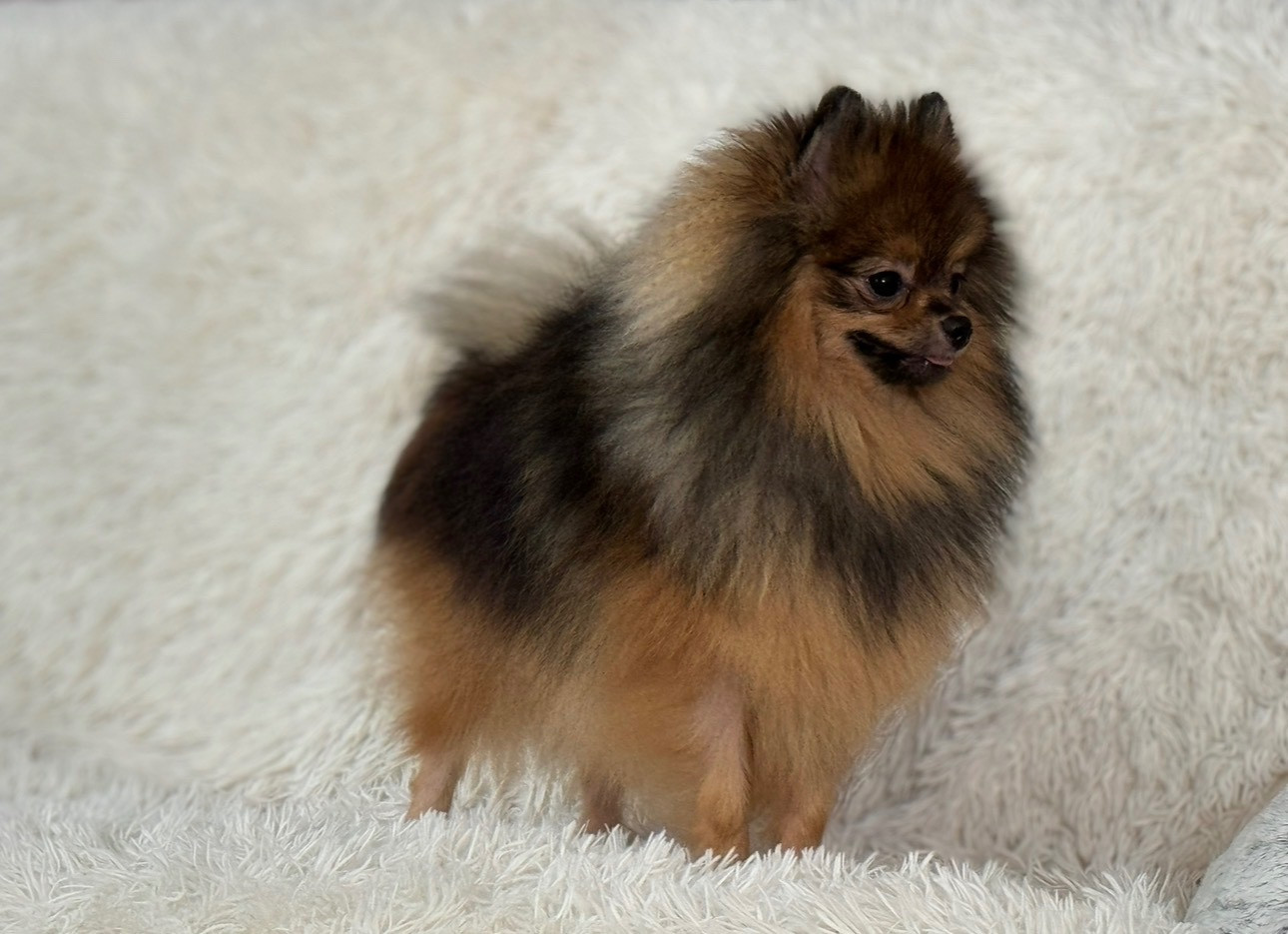 Lancome blagorodstvo s yuga