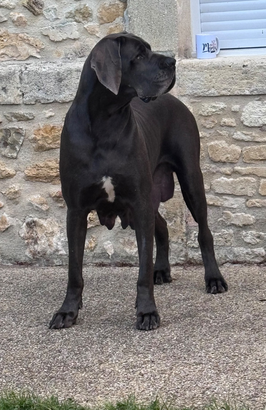VAIANA Du Domaine De Jappeloup