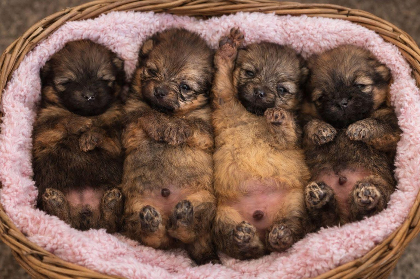 Chiot Spitz allemand Martine Kowalski