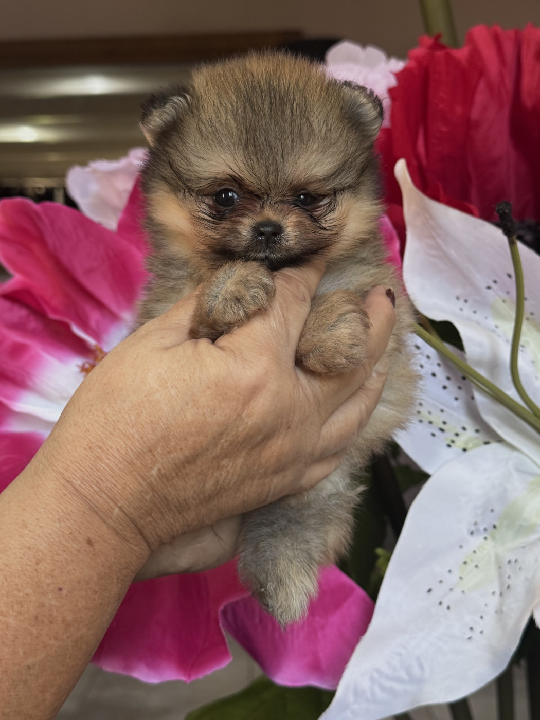 Martine Kowalski - Chiots disponibles - Spitz allemand