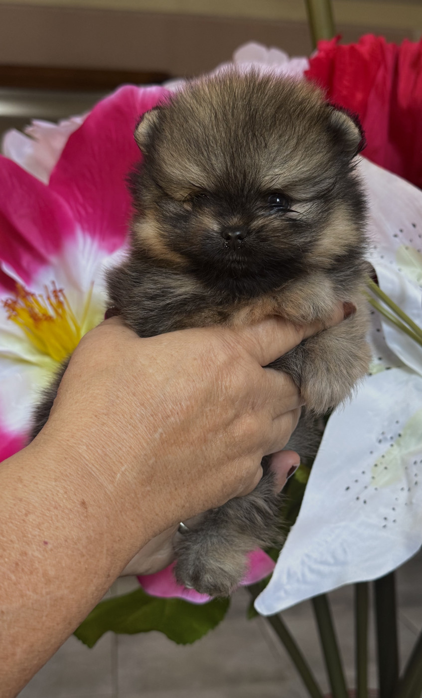 Martine Kowalski - Chiots disponibles - Spitz allemand