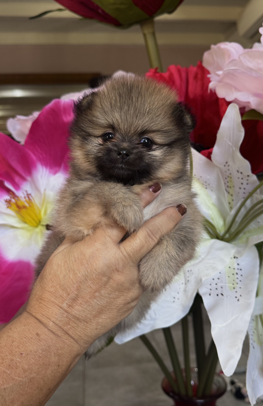 Martine Kowalski - Chiots disponibles - Spitz allemand