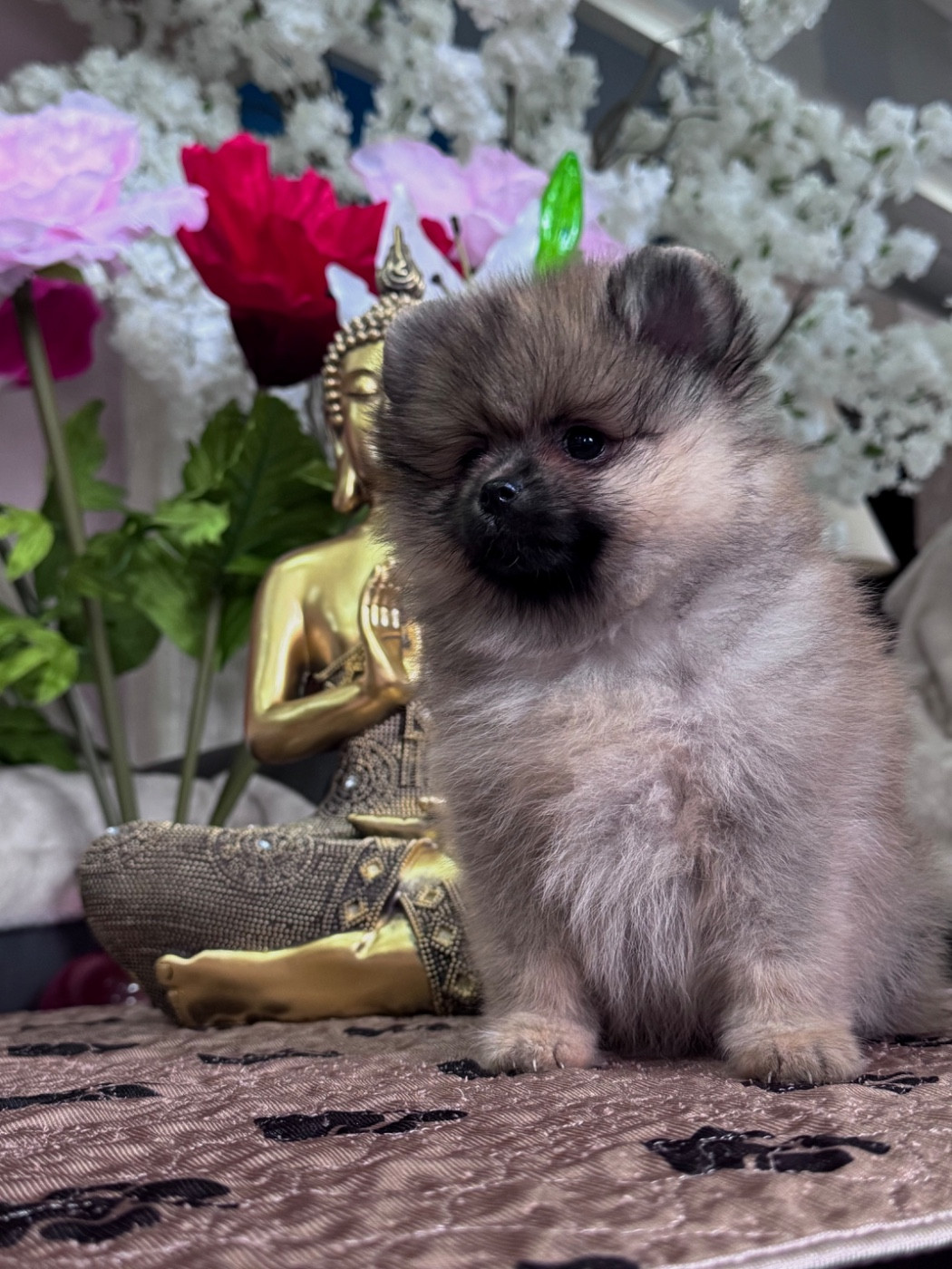 Martine Kowalski - Chiots disponibles - Spitz allemand