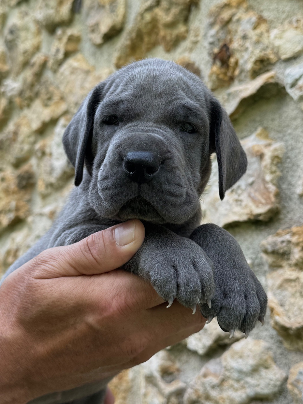 Martine Kowalski - Chiots disponibles - Dogue allemand