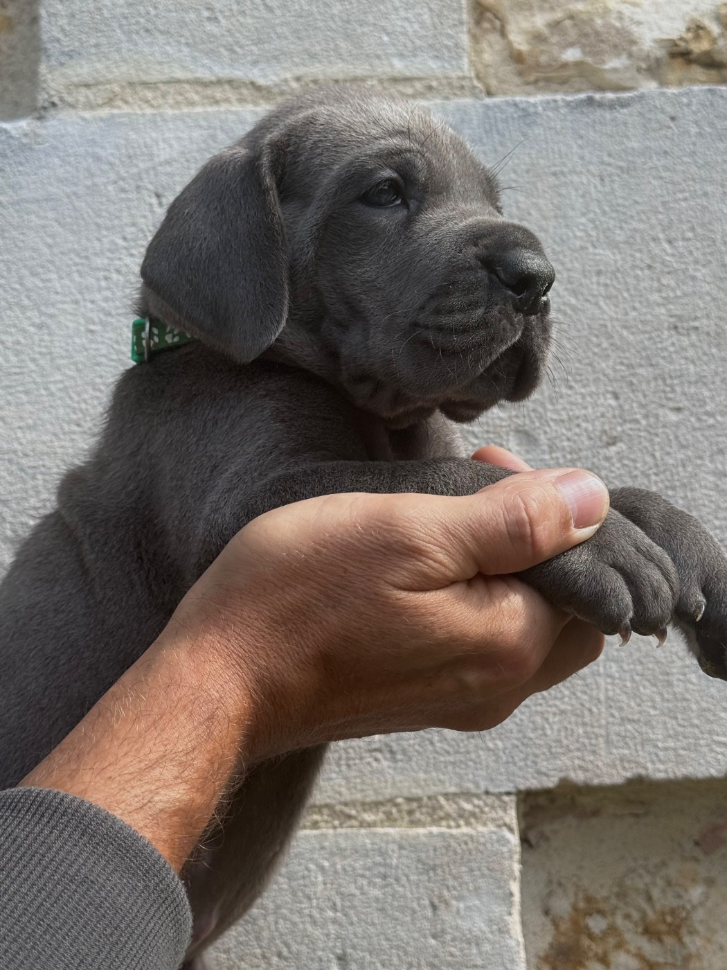 Martine Kowalski - Chiots disponibles - Dogue allemand