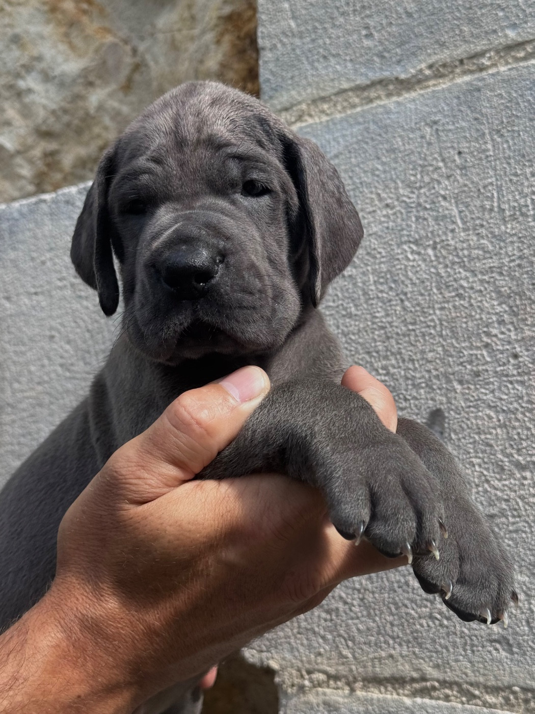 Martine Kowalski - Chiots disponibles - Dogue allemand