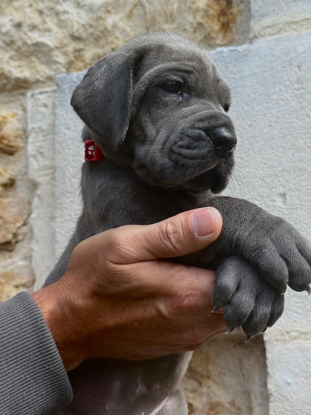 Martine Kowalski - Chiots disponibles - Dogue allemand