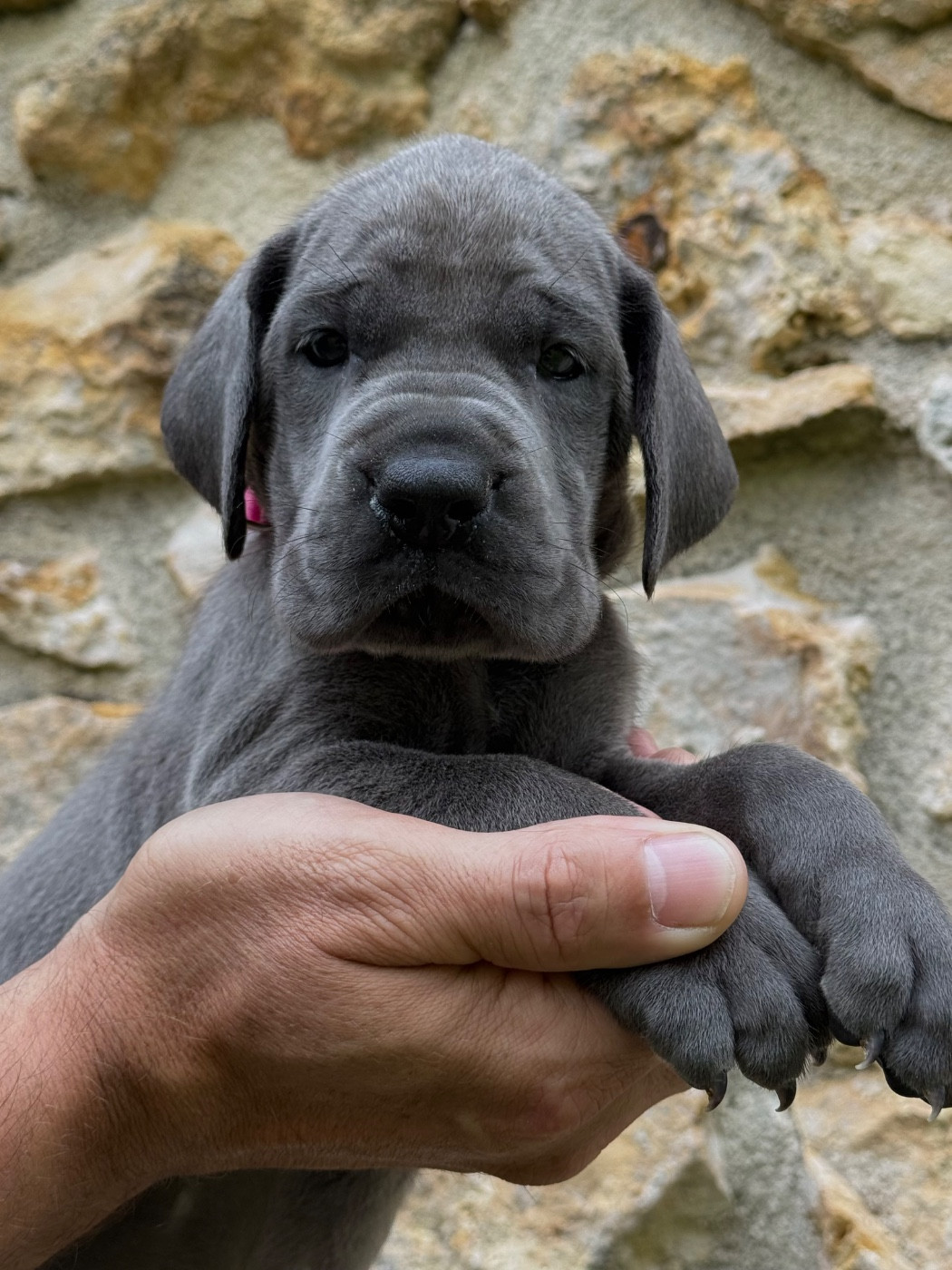 Martine Kowalski - Chiots disponibles - Dogue allemand