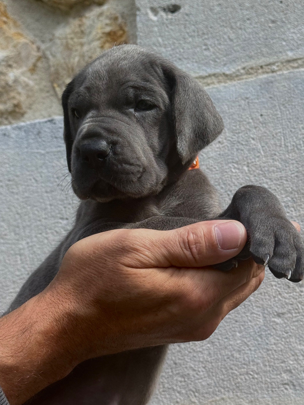 Martine Kowalski - Chiots disponibles - Dogue allemand