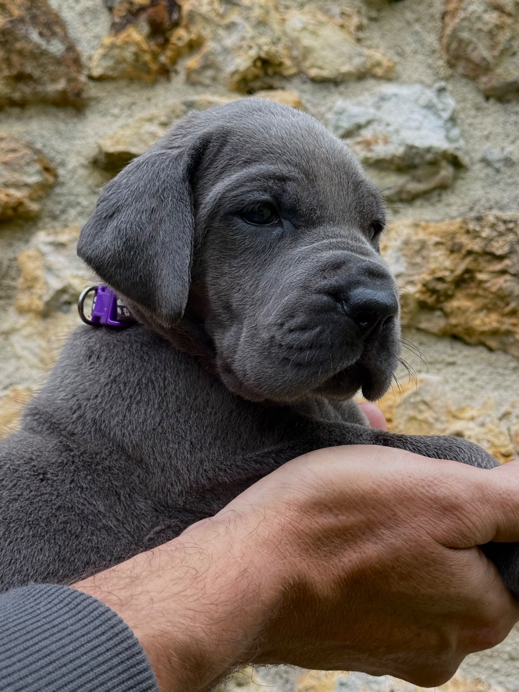 Martine Kowalski - Chiots disponibles - Dogue allemand