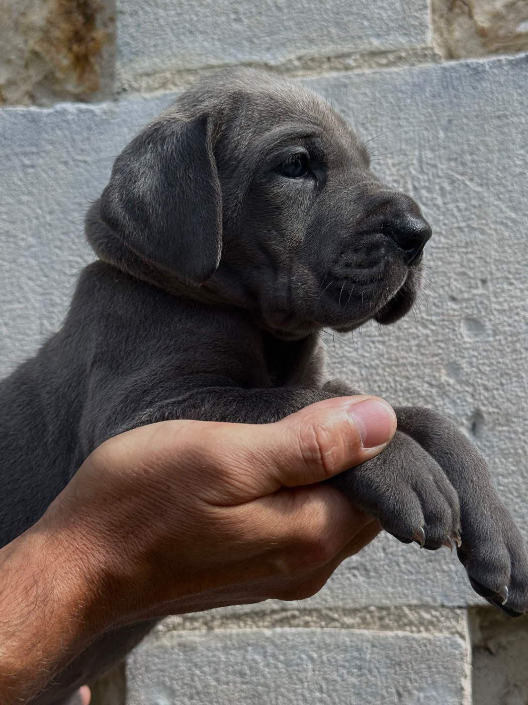 Martine Kowalski - Chiots disponibles - Dogue allemand