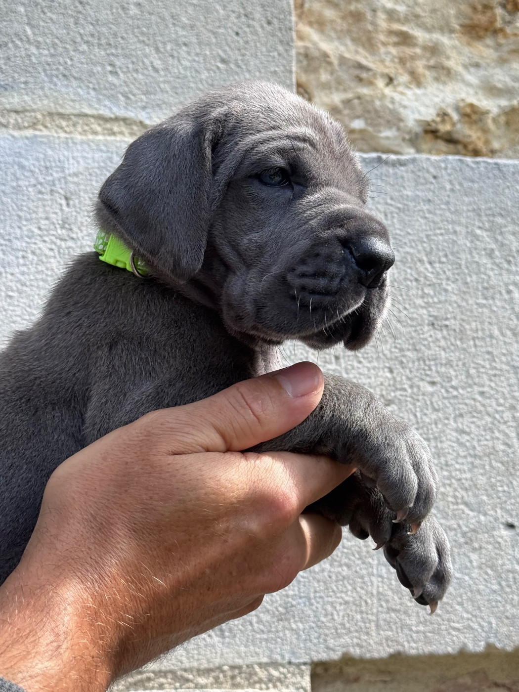 Martine Kowalski - Chiots disponibles - Dogue allemand