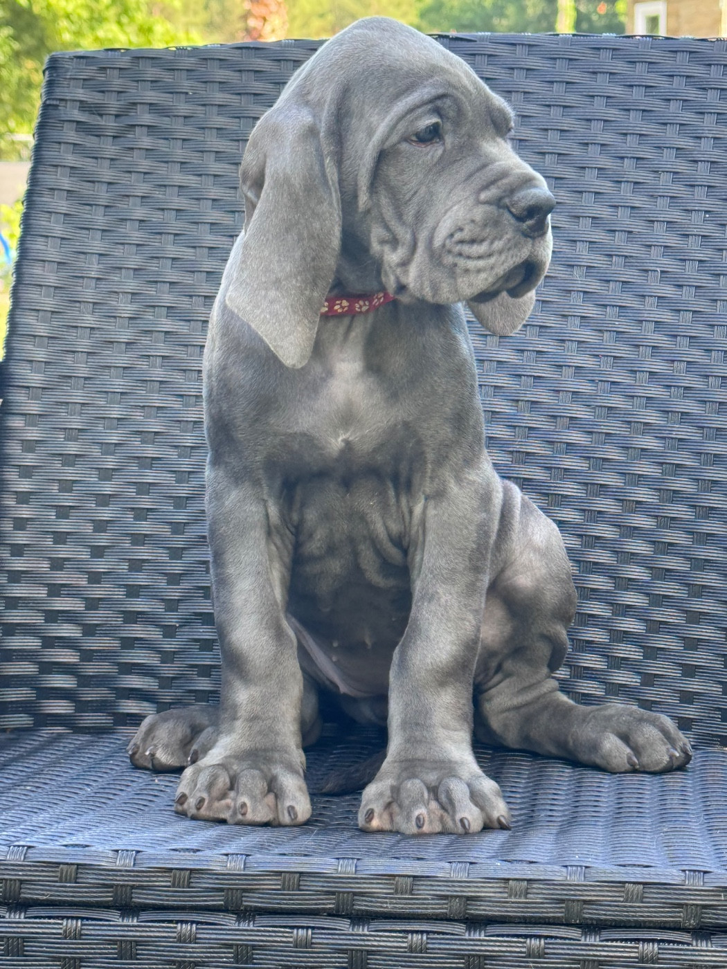 Martine Kowalski - Chiots disponibles - Dogue allemand