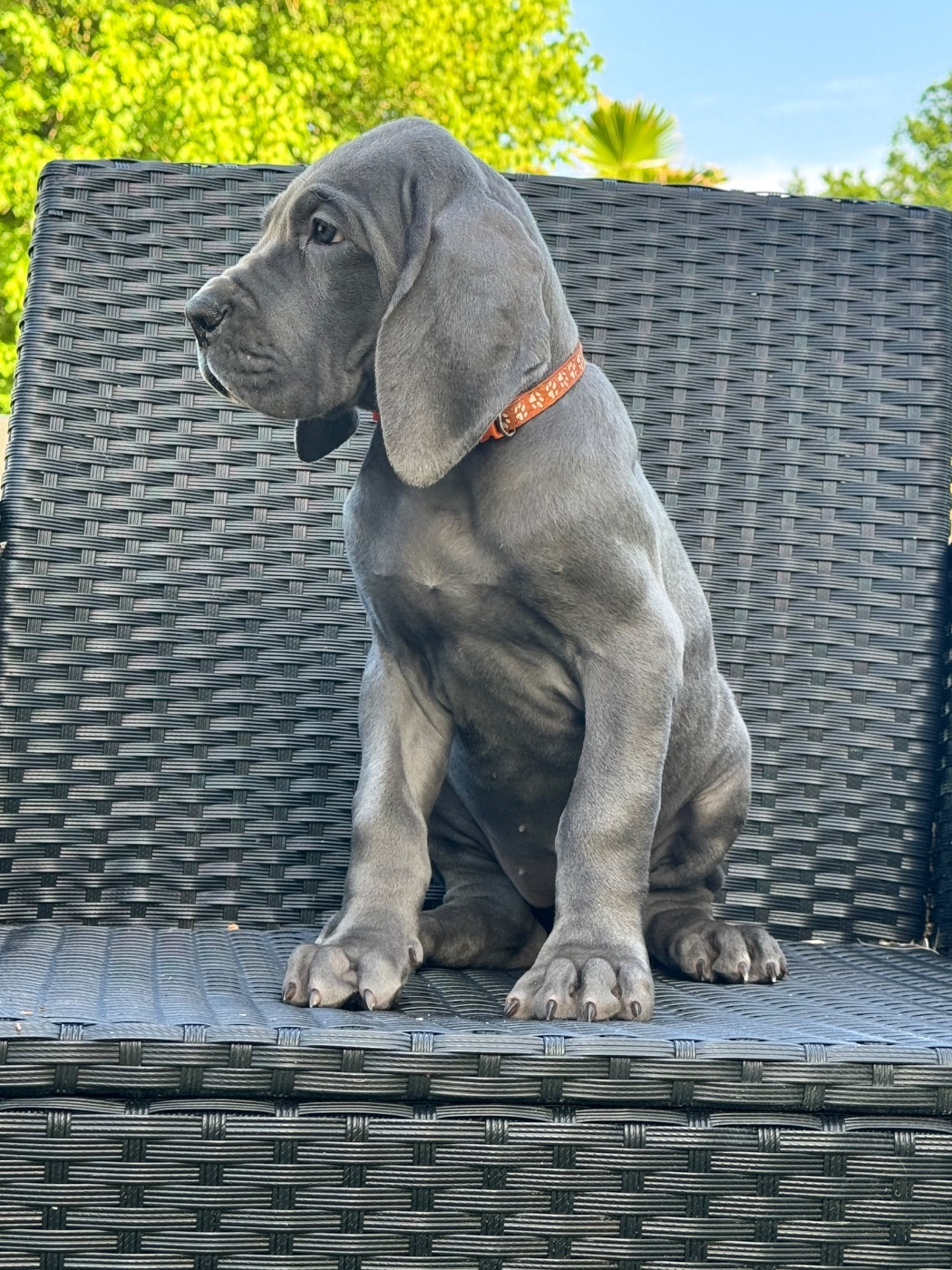 Martine Kowalski - Chiots disponibles - Dogue allemand