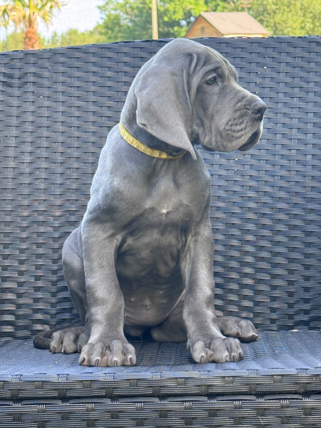 Martine Kowalski - Chiots disponibles - Dogue allemand