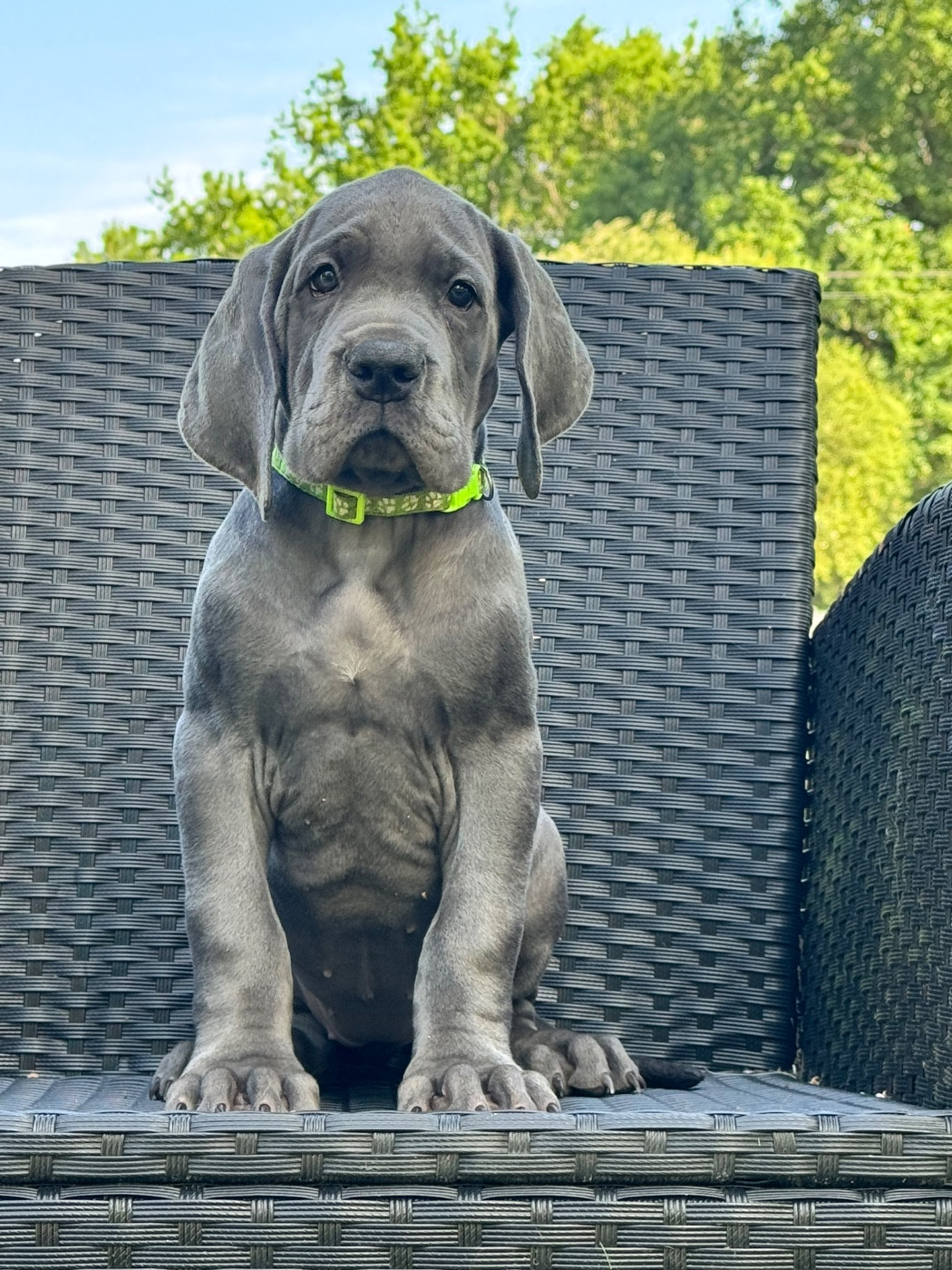 Martine Kowalski - Chiots disponibles - Dogue allemand